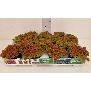Sedum album 'Murale'