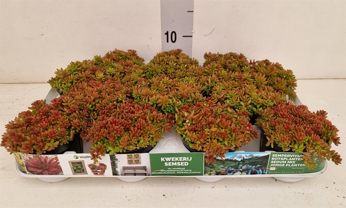 <h4>Sedum album 'Murale'</h4>