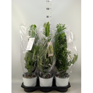 Euphorbia trigona