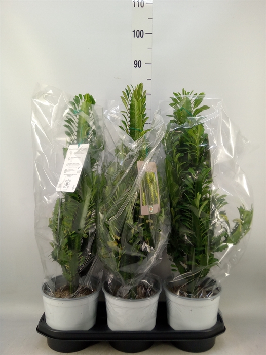 <h4>Euphorbia trigona</h4>