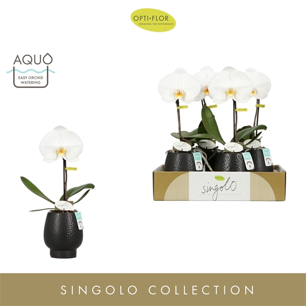 <h4>Singolo Tosha in Abruzzo Black Aquo</h4>