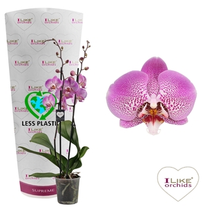 Phalaenopsis Jillion - 2 tak 70cm (Less Plastic)