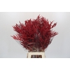Bromelia Red Paloma