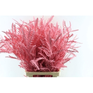 Grevilea Ivanhoe Pink