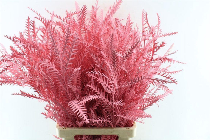 <h4>Grevilea Ivanhoe Pink</h4>