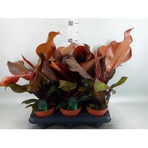 Philodendron   ...