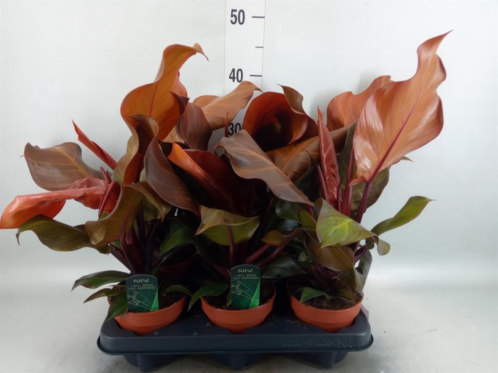 <h4>Philodendron ...</h4>