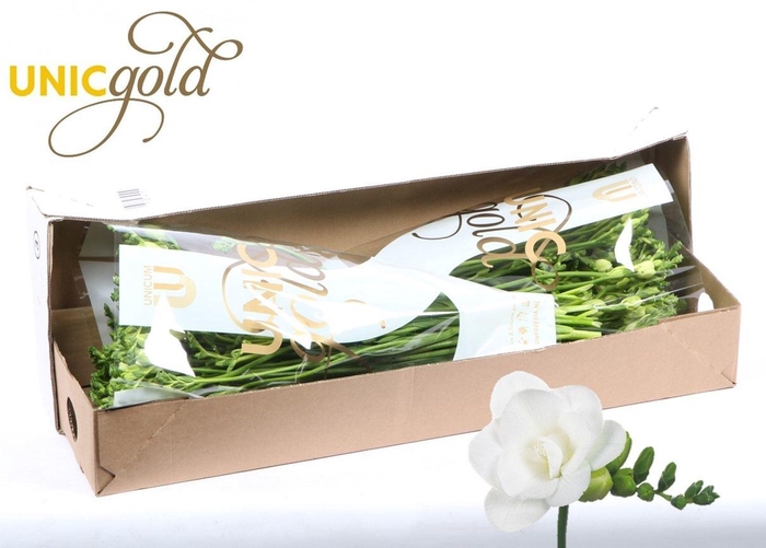 <h4>Freesia du Essence</h4>