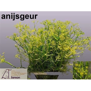 FOENICULUM VULGARE XL !!