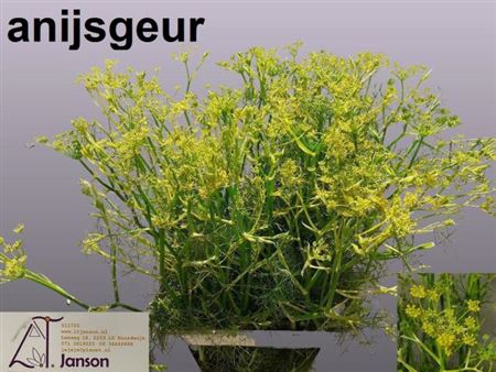 <h4>FOENICULUM VULGARE XL !!</h4>