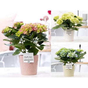 Hydrangea mix in P&PURE Juliette ceramics ass. 3