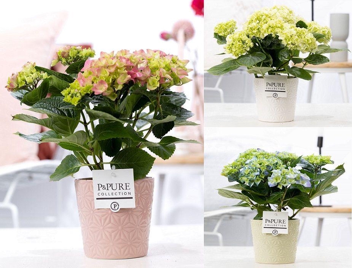<h4>Hydrangea mix in P&PURE Juliette ceramics ass. 3</h4>