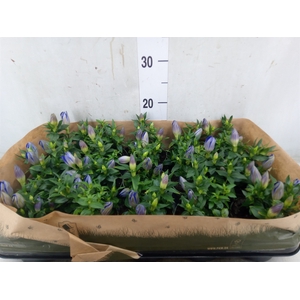 Gentiana scabra 'R Diam Blue Heart'