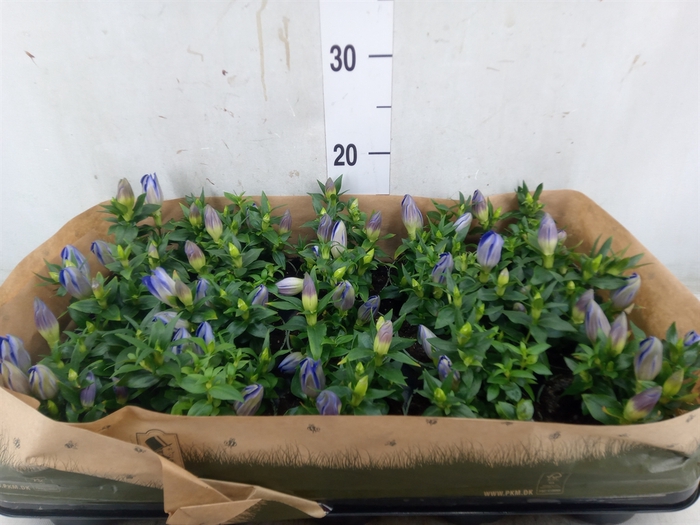 <h4>Gentiana scabra 'R Diam Blue Heart'</h4>