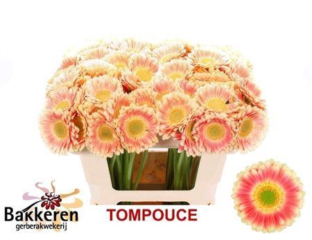 <h4>Ge Mi Tompouce</h4>