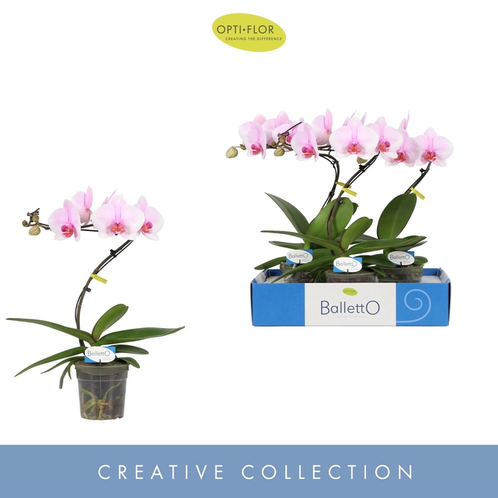 <h4>Phalaenopsis overig roze (enkele ta</h4>