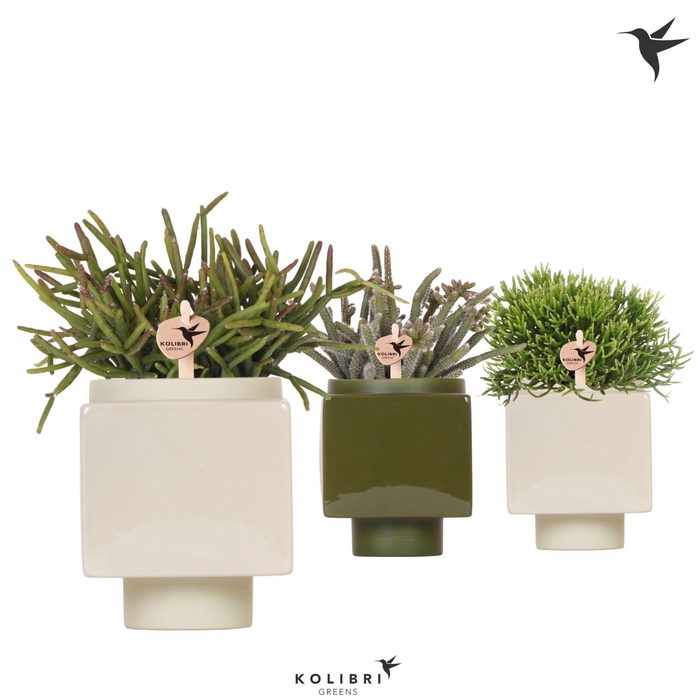 <h4>Kolibri Greens Rhipsalis mix in Cube pot green</h4>