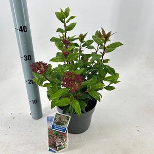 Viburnum tinus ‘Gwenllian’