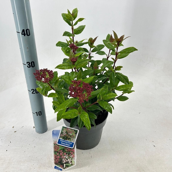 <h4>Viburnum tinus ‘Gwenllian’</h4>
