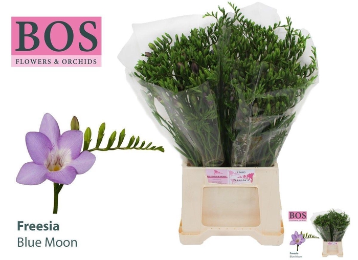 <h4>FR EN BLUE MOON</h4>