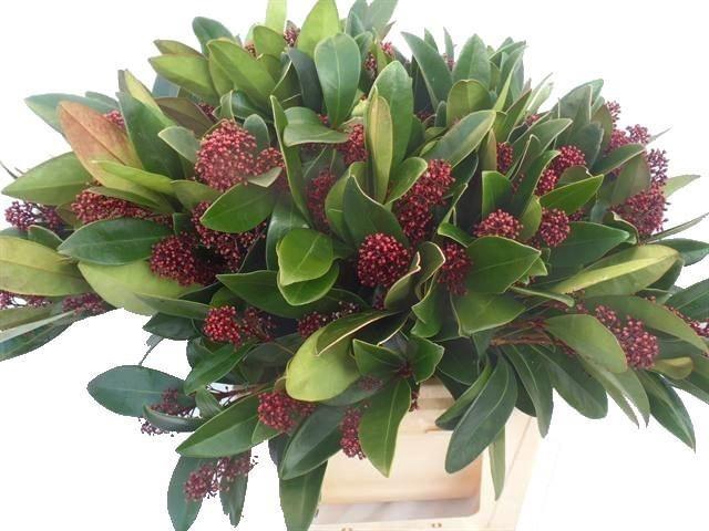 <h4>SKIM J RUBELLA BS 45 CM</h4>