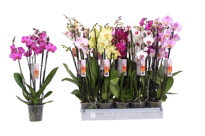<h4>Phalaenopsis 5 color mix, 5-spike 30+</h4>