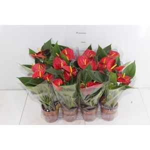 ANTHURIUM RED SUCCESS P09