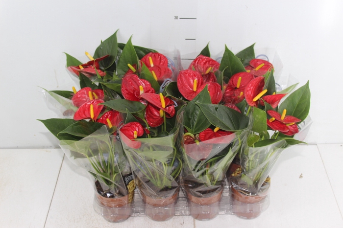 ANTHURIUM RED SUCCESS P09