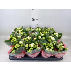 Kalanchoe blos. 'Calandiva Whites'