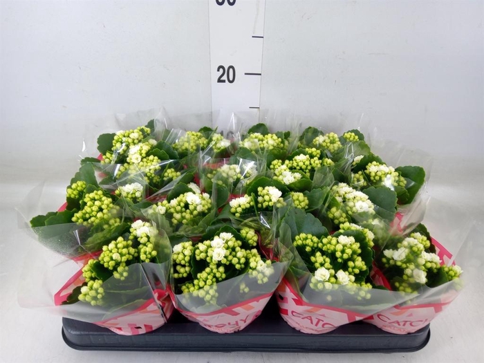 <h4>Kalanchoe blos. 'Calandiva Whites'</h4>