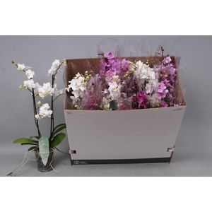 PHAL MF GEM 5 KL