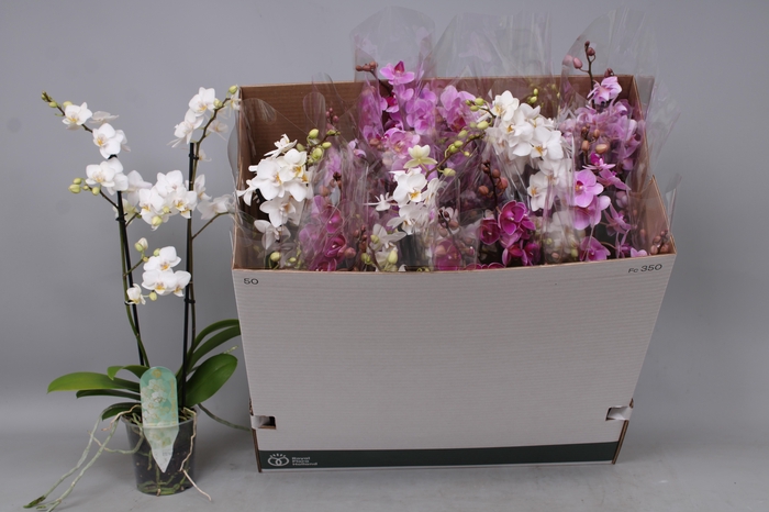 <h4>PHAL MF GEM 5 KL</h4>