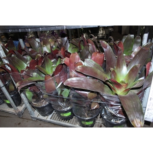 BROMELIA IMPERIAL P27 VERMELHO