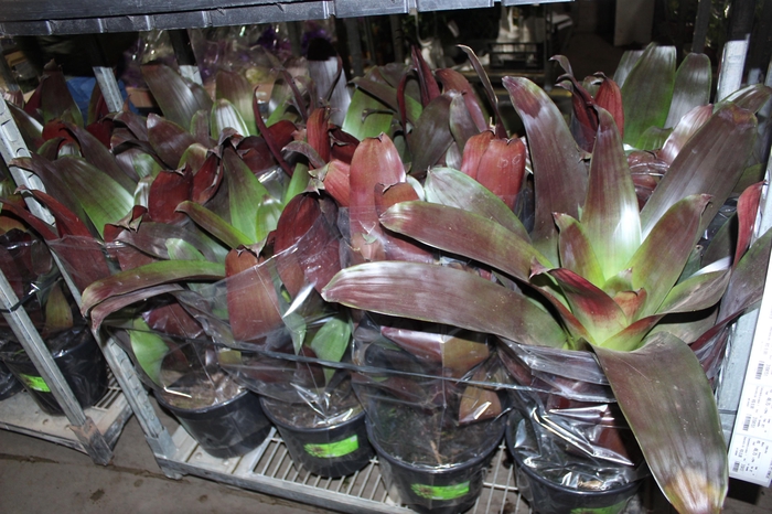 BROMELIA IMPERIAL P27 VERMELHO