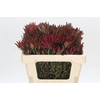 Leucadendron Blush Spray