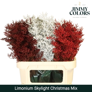 Limonium Skylight L80 Christmas mix