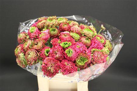 <h4>Cl Pon-pon Aladin 566</h4>