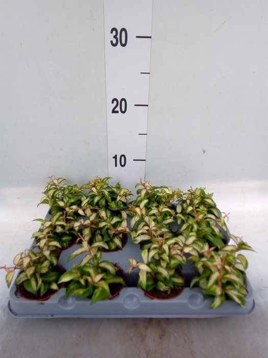 <h4>Hoya lacunosa</h4>