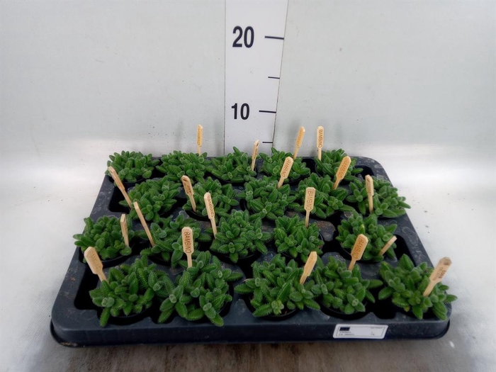<h4>Delosperma echinatum</h4>
