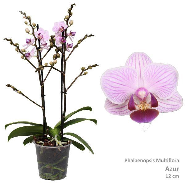 <h4>Phal. Multiflora "Azur" 2-tak</h4>