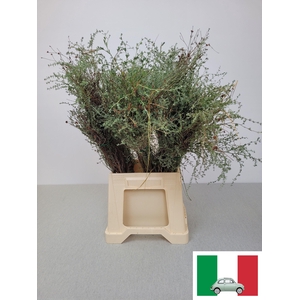 THYMUS CAPITATUS BS