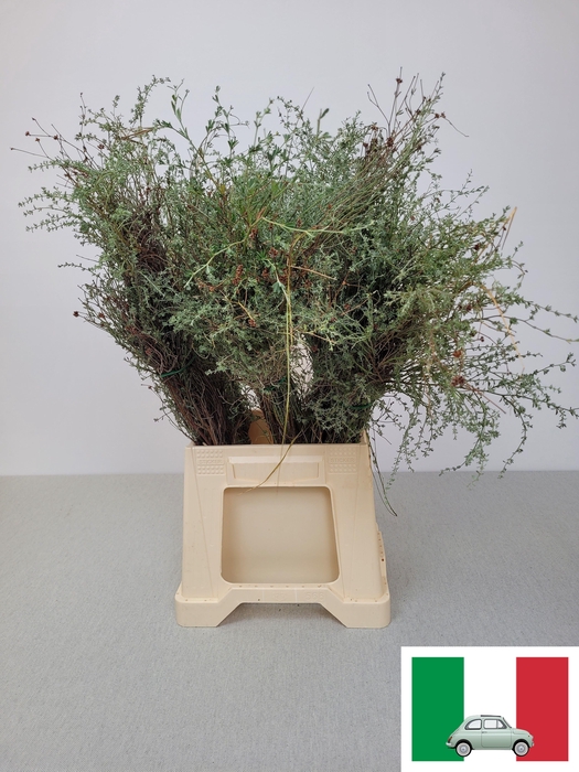 <h4>THYMUS CAPITATUS BS</h4>