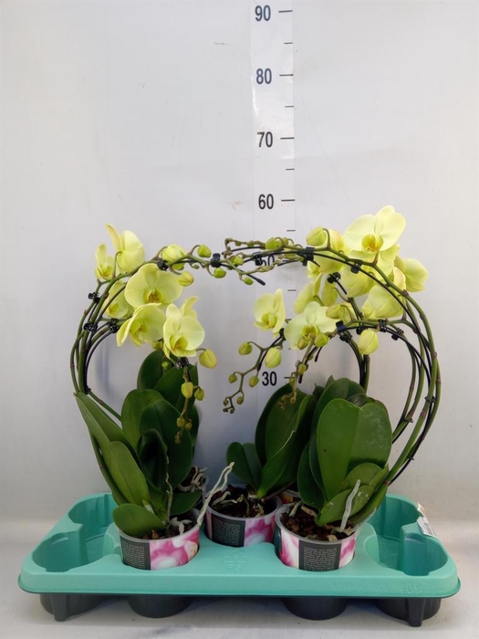 <h4>Phalaenopsis   ...</h4>
