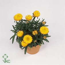 XEROCH DREAM YELLOW