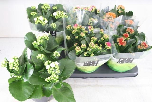 <h4>KAL GE GEM 5 KL</h4>