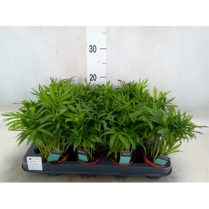 Chamaedorea elegans
