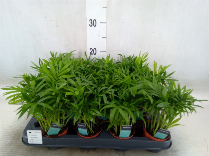 <h4>Chamaedorea elegans</h4>