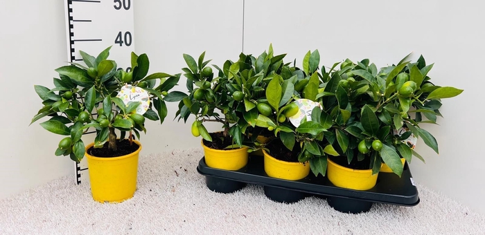<h4>Citrus floridana Limequat medi-stem (s2)</h4>