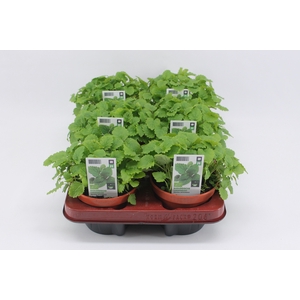 BKH groente 50870 bio Citroenmelisse