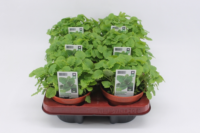 <h4>BKH groente 50870 bio Citroenmelisse</h4>